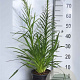 Liatris spicata GM 2,0L