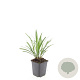 Liriope muscari 'Ingwersen' GM P9