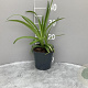Liriope muscari 'Monroe White' GM 2,0L