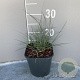 Miscanthus sin. 'Adagio' GM 2,0L