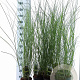 Miscanthus sin. 'Gracillimus' 30-60 cm 2,0L