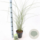 Miscanthus sin. 'Gracillimus' 30-60 cm 2,0L