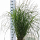 Miscanthus sin. 'Herman Mussel' 70-90 cm 12L