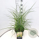 Miscanthus sin. 'Kleine Silbersp.' 50-60 cm 20L