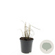 Miscanthus sin. 'Kleine Silbersp.' GM C1.3