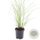 Miscanthus sin. 'Kleine Silbersp.' GM C1.3