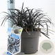 Ophiopogon plan. 'Niger' 20-25 cm 2,0L