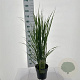 Panicum virgatum 'Northwind' 60-90 cm 6,5L