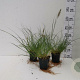 Pennisetum al. 'Little Bunny' GM P9