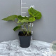 Petasites hybridus GM 2,0L