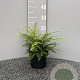 Polystichum braunii GM 2,0L