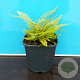 Polystichum set. 'Proliferum' GM 2,0L