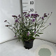 Verbena bon. 'Lollipop' GM 2,0L
