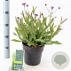 Verbena rigida GM 2,0L