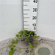 Vinca major 40-60 cm C1.3