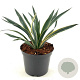 Yucca gloriosa 'Variegata' 25-30 cm 2,0L