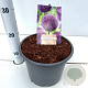 Allium 'Ambassador' 25-30 cm 4,5L