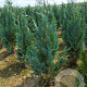 Chamaecyparis l. 'Columnaris' 80-100 cm met kluit