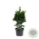 Chamaecyparis o. 'Drath' 30-40 cm 3,0L