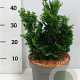Chamaecyparis o. 'Nana Gracilis' 25-30 cm 5,0L