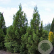 Cryptomeria j. 'Kitayama' 80-100 cm 5,0L