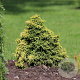 Cryptomeria j. 'Twinkle Toes' 20-25 cm 3,0L