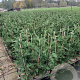 Cupressocyparis leylandii 60-80 cm 3,0L