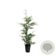 Cupressocyparis leylandii 80-100 cm 4,0L