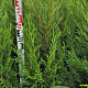 Cupressocyparis l. 'Tweeduizendéén' 120-140 cm met kluit