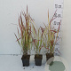 Imperata cylindrica 'Red Baron' GM P9