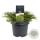 Juniperus communis 'Repanda' 25-30 cm 3,5L