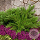 Juniperus media 'Mint Julep' 30-40 cm 3,0L