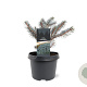 Picea pungens 'Karpaten' 20-25 cm 3,0L