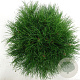 Pinus mugo mugo 30-40 cm 5,0L