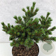 Pinus parviflora 30-40 cm 7,5L