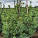 Pinus wallichiana 175-200 cm draadkluit extra