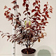 Prunus cer. 'Nigra' 80-100 cm 7,5L