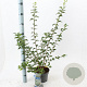 Prunus incisa 30-40 cm 3,0L