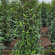 Prunus l. 'Angustifolia' 140-160 cm met kluit extra