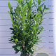 Prunus l. Elly 80-100 cm met kluit