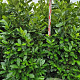 Prunus I. 'Rotundifolia' 180-200 cm met kluit extra