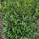 Prunus l. Sofia 80-100 cm met kluit extra