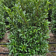 Prunus l. Sofia 100-120 cm met kluit extra