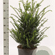 Taxus baccata 50-60 cm met kluit