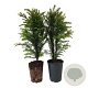 Taxus baccata 50-60 cm 4,0L