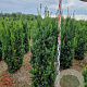 Taxus media 'Hicksii' 140-160 cm met kluit