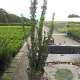 Taxus media 'Hillii' 60-80 cm 4,0L