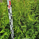 Thuja occ. 'Brabant' 100-120 cm met kluit