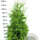 Thuja occ. 'Brabant' 100-120 cm met kluit