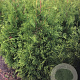 Thuja occ. 'Brabant' 150-175 cm met kluit